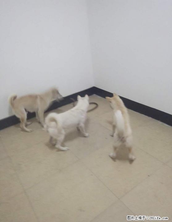 转让专门捕蛇类猎犬. - 宠物交易 - 宠物信息 - 桂林分类信息 - 桂林28生活网 www.28life.com