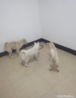 转让专门捕蛇类猎犬. - 桂林28生活网 www.28life.com