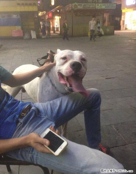 4岁公杜高配种,有发情的母杜高带来。 - 宠物配种及服务 - 宠物信息 - 桂林分类信息 - 桂林28生活网 www.28life.com