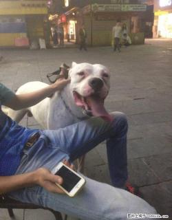 4岁公杜高配种,有发情的母杜高带来。 - 桂林28生活网 www.28life.com