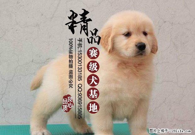 纯种金毛寻回犬如何喂养?多少钱一只 - 宠物交易 - 宠物信息 - 桂林分类信息 - 桂林28生活网 www.28life.com