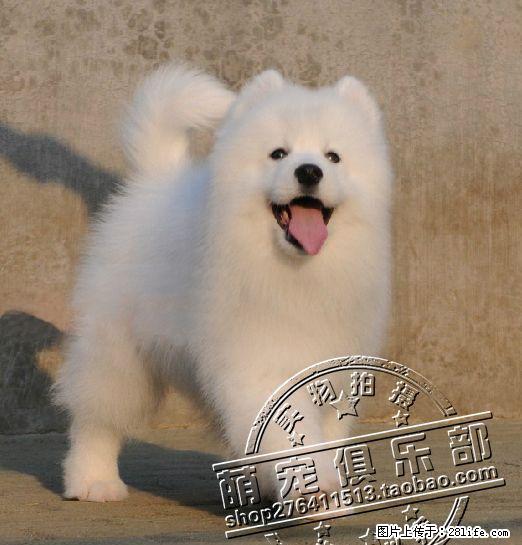 北京哪里出售纯种萨摩耶幼犬 - 宠物交易 - 宠物信息 - 桂林分类信息 - 桂林28生活网 www.28life.com