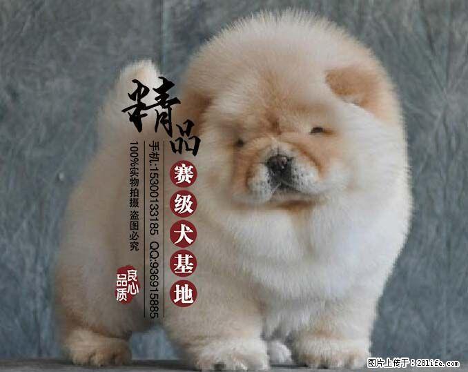 北京最好的犬舍是哪家 - 宠物交易 - 宠物信息 - 桂林分类信息 - 桂林28生活网 www.28life.com