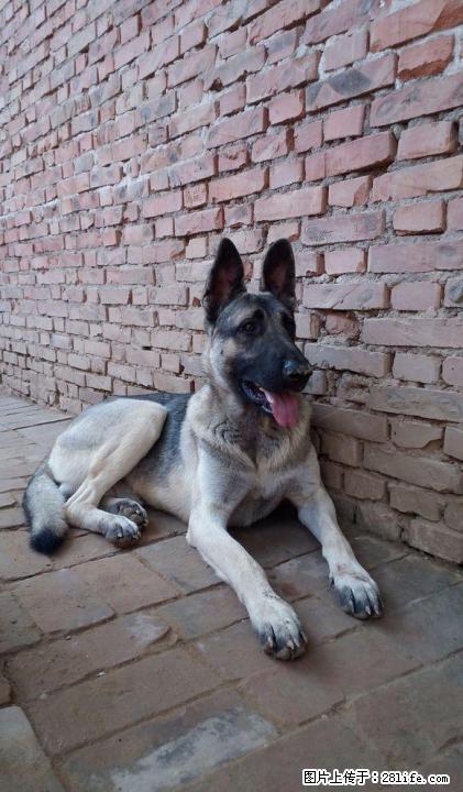 北京最好的狗场是哪家 - 宠物交易 - 宠物信息 - 桂林分类信息 - 桂林28生活网 www.28life.com