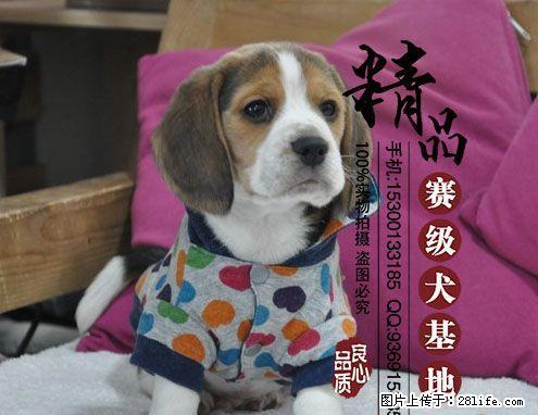 北京最好的狗场是哪家 - 宠物交易 - 宠物信息 - 桂林分类信息 - 桂林28生活网 www.28life.com