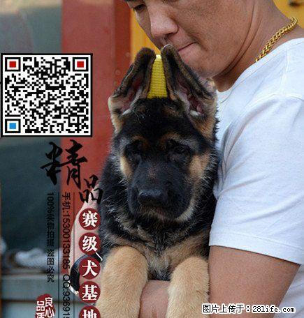 北京哪里出售纯种德国牧羊犬 - 宠物交易 - 宠物信息 - 桂林分类信息 - 桂林28生活网 www.28life.com