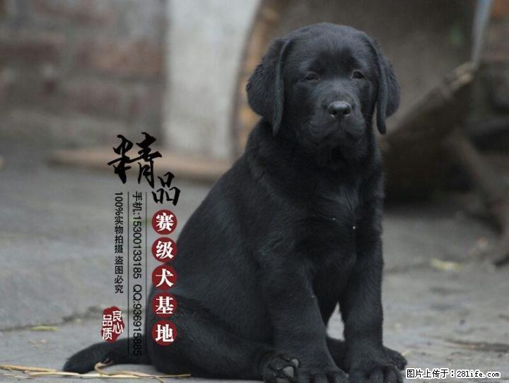 北京朝阳哪里卖纯种拉布拉多幼犬 - 宠物交易 - 宠物信息 - 桂林分类信息 - 桂林28生活网 www.28life.com