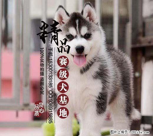 香河哪里卖纯种哈士奇幼犬 - 宠物交易 - 宠物信息 - 桂林分类信息 - 桂林28生活网 www.28life.com