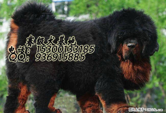 桂林哪里出售纯种藏獒犬 - 宠物交易 - 宠物信息 - 桂林分类信息 - 桂林28生活网 www.28life.com