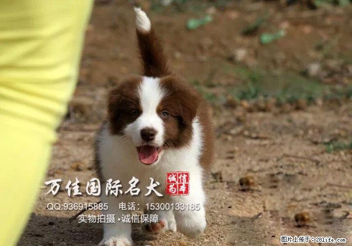 出售纯种大骨架智商高边境牧羊犬出售质保健康 - 宠物交易 - 宠物信息 - 桂林分类信息 - 桂林28生活网 www.28life.com