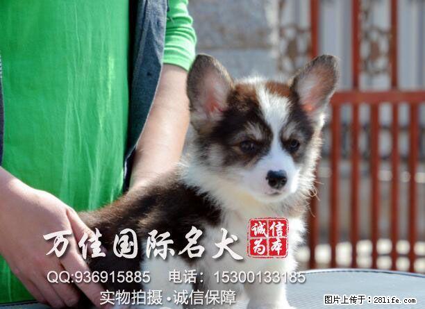 重庆哪里卖纯种柯基犬 - 宠物交易 - 宠物信息 - 桂林分类信息 - 桂林28生活网 www.28life.com