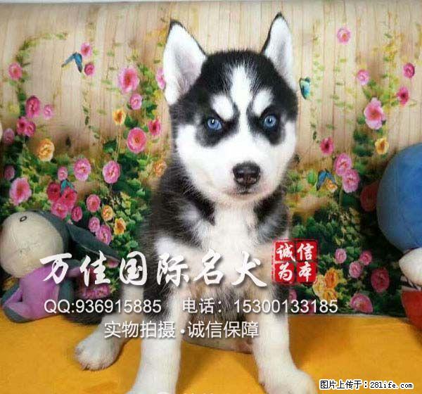 唐山哪里卖纯种哈士奇 - 宠物交易 - 宠物信息 - 桂林分类信息 - 桂林28生活网 www.28life.com