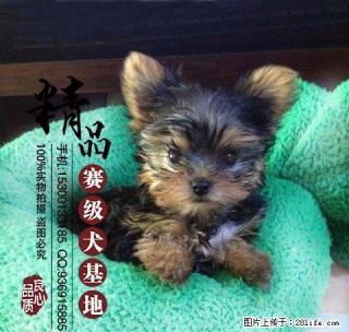 约克夏犬好养吗？多少钱一只 - 桂林28生活网 www.28life.com