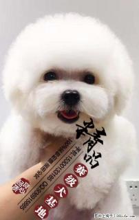 北京哪里出售纯种白色比熊幼犬的 - 桂林28生活网 www.28life.com