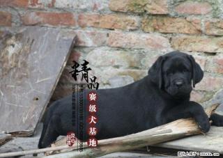 纯种拉布拉多幼犬哪里有卖的 - 桂林28生活网 www.28life.com