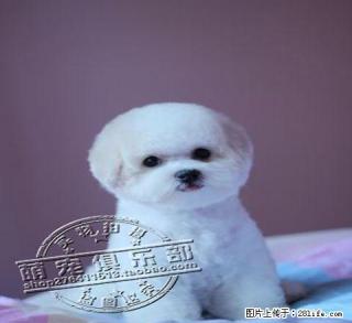北京哪里出售纯种比熊幼犬 - 桂林28生活网 www.28life.com