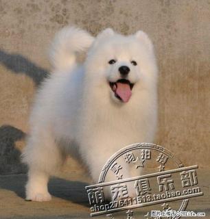 北京哪里出售纯种萨摩耶幼犬 - 桂林28生活网 www.28life.com
