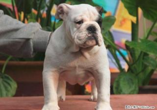 英国斗牛犬脾气大吗?好养吗 - 桂林28生活网 www.28life.com