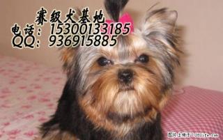 约克夏如何喂养?多少钱一只 - 桂林28生活网 www.28life.com