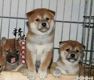 柴犬好养吗,多少钱一只 - 桂林28生活网 www.28life.com