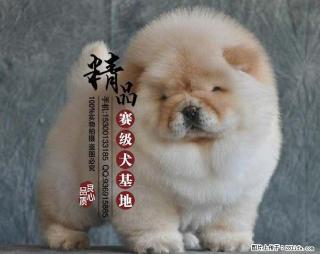 北京最好的犬舍是哪家 - 桂林28生活网 www.28life.com