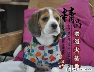 北京最好的狗场是哪家 - 桂林28生活网 www.28life.com
