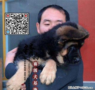 德牧好养吗 多少钱一只 - 桂林28生活网 www.28life.com