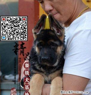 北京哪里出售纯种德国牧羊犬 - 桂林28生活网 www.28life.com