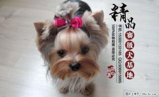 北京哪里出售纯种约克夏幼犬 多少钱一只 - 桂林28生活网 www.28life.com