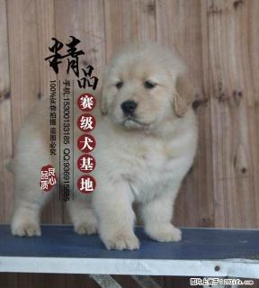 天津哪里出售纯种金毛幼犬 - 桂林28生活网 www.28life.com