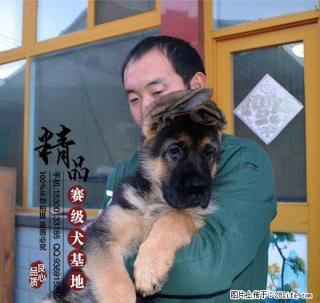 纯种德国牧羊犬多少钱一只 - 桂林28生活网 www.28life.com