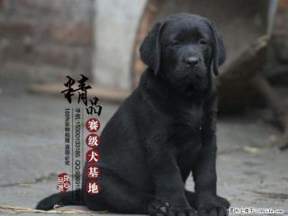 北京朝阳哪里卖纯种拉布拉多幼犬 - 桂林28生活网 www.28life.com