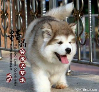 香河哪里出售纯种阿拉斯加幼犬 - 桂林28生活网 www.28life.com