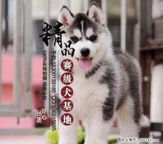 香河哪里卖纯种哈士奇幼犬 - 桂林28生活网 www.28life.com