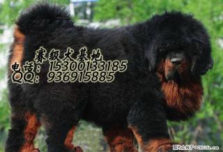 桂林哪里出售纯种藏獒犬 - 桂林28生活网 www.28life.com