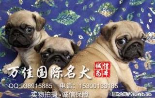 出售纯种大骨架鹰版新版巴哥犬出售质保健康 - 桂林28生活网 www.28life.com