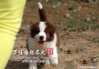 出售纯种大骨架智商高边境牧羊犬出售质保健康 - 桂林28生活网 www.28life.com