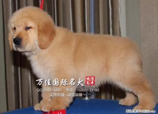 重庆哪里卖纯种金毛犬 - 桂林28生活网 www.28life.com