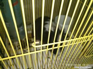 长毛荷兰猪 带笼子五十转让 在花鸟市场四十买的 - 桂林28生活网 www.28life.com