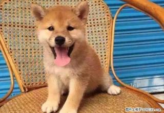 纯种柴犬价格 北京哪有卖柴犬的 柴犬好养吗 北京博升犬业直销 - 桂林28生活网 www.28life.com