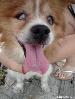 双眼失明老年犬找主人! - 桂林28生活网 www.28life.com