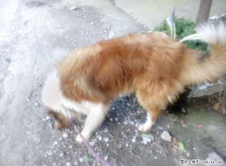 成年大型苏牧犬出售。。。 - 宠物配种及服务 - 宠物信息 - 桂林分类信息 - 桂林28生活网 www.28life.com
