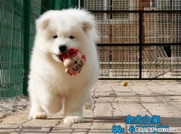 北京哪里出售纯种萨摩耶全犬之家 - 宠物交易 - 宠物信息 - 桂林分类信息 - 桂林28生活网 www.28life.com