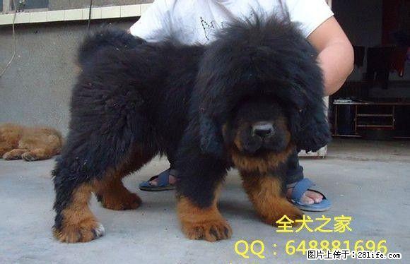 北京纯种藏獒幼犬多少钱一只纯种藏獒幼犬哪里出售全犬之家 - 宠物交易 - 宠物信息 - 桂林分类信息 - 桂林28生活网 www.28life.com