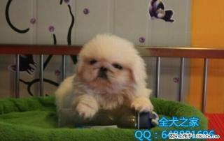 纯种京巴幼犬多少钱只全犬之家 - 桂林28生活网 www.28life.com