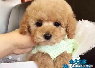 北京哪里出售泰迪熊全犬之家 - 桂林28生活网 www.28life.com