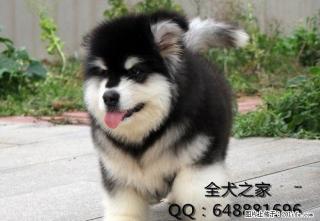 北京哪里出售纯种拉布拉多全犬之家 - 桂林28生活网 www.28life.com