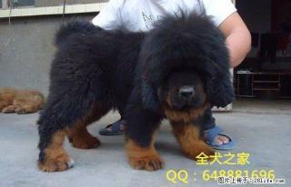 北京纯种藏獒幼犬多少钱一只纯种藏獒幼犬哪里出售全犬之家 - 桂林28生活网 www.28life.com