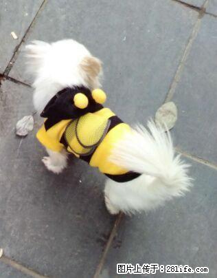 狗狗丢失,寻找流浪狗小白,走路转圈的可怜的小白 - 宠物配种及服务 - 宠物信息 - 桂林分类信息 - 桂林28生活网 www.28life.com