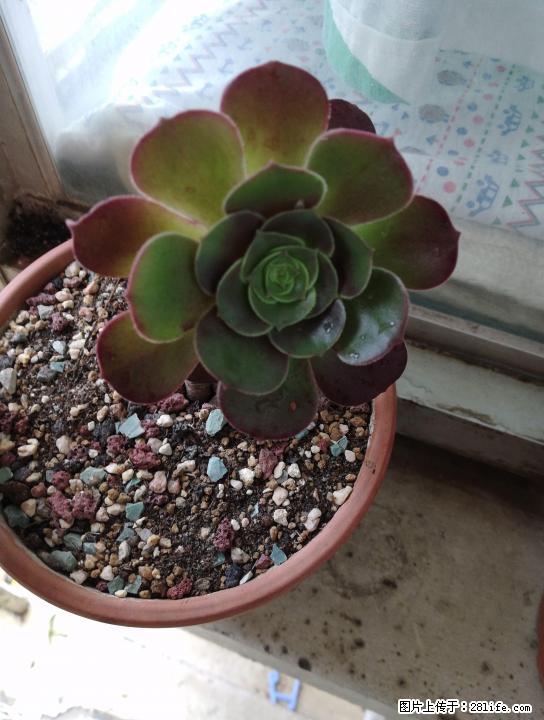 法师2颗，状态非常好！支持邮寄 - 其它 - 宠物信息 - 桂林分类信息 - 桂林28生活网 www.28life.com